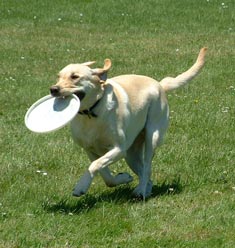 Dog Park